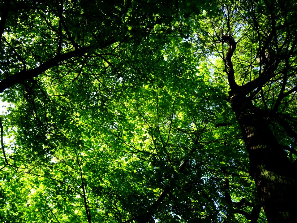 Lumière matinale dans le bois de Boulogne, 16e arr., Paris… 