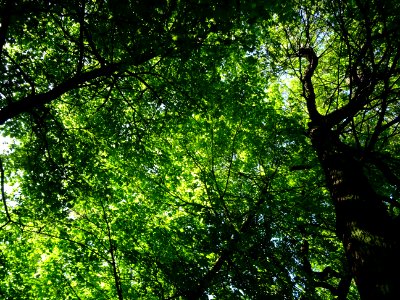Lumière matinale dans le bois de Boulogne, 16e arr., Paris… 