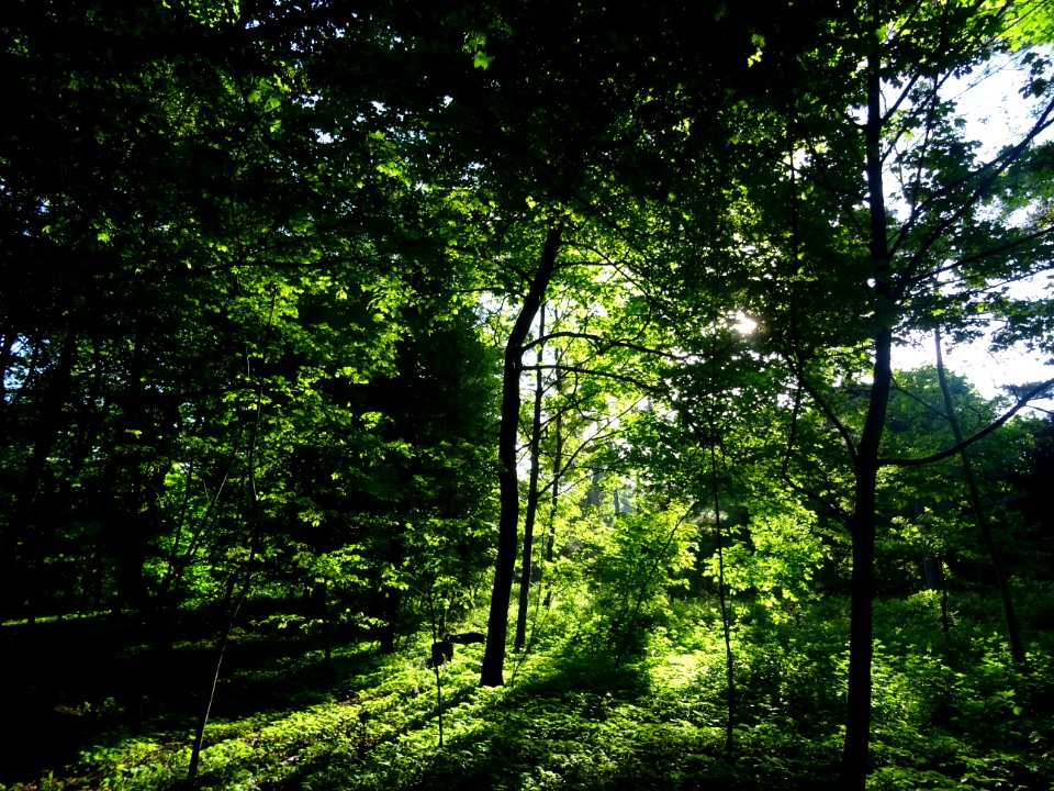 Lumière matinale dans le bois de Boulogne, 16e arr., Paris… 