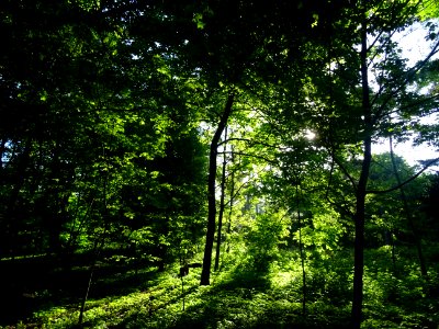 Lumière matinale dans le bois de Boulogne, 16e arr., Paris… 