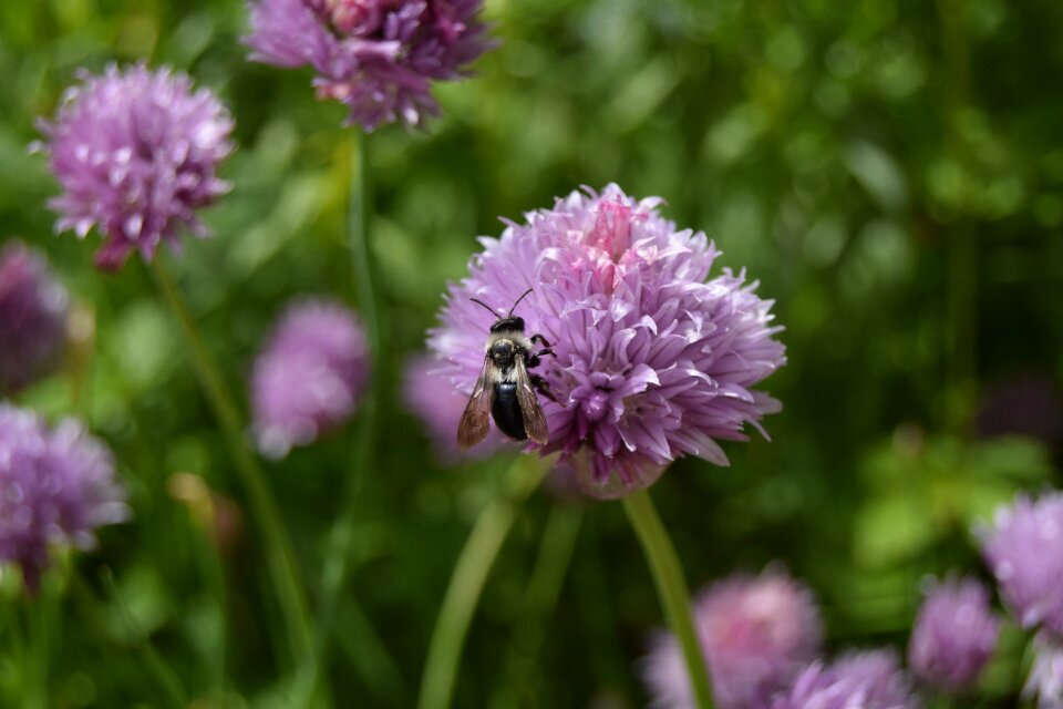 Flower herbs insect