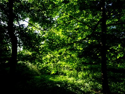 Lumière matinale dans le bois de Boulogne, 16e arr., Paris… 