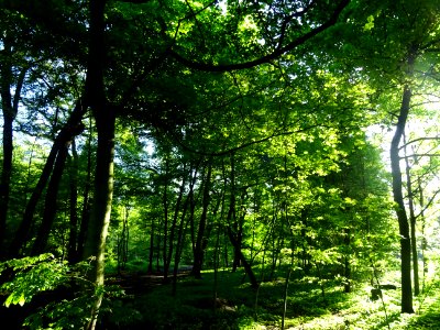 Lumière matinale dans le bois de Boulogne, 16e arr., Paris… 