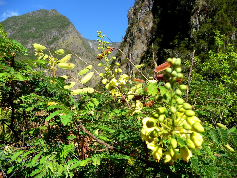 Cassia siamea, Cassia du Siam, Legumineuses, Césalpinacées… 