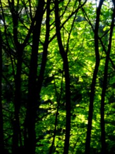 Lumière matinale dans le bois de Boulogne, 16e arr., Paris… 