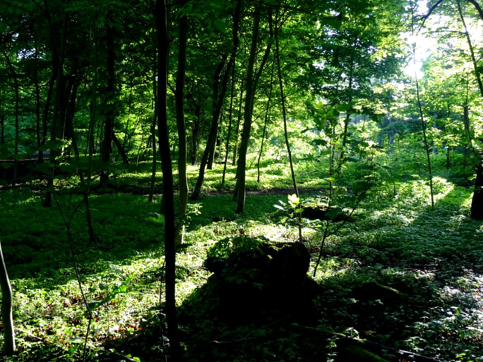Lumière matinale dans le bois de Boulogne, 16e arr., Paris… 