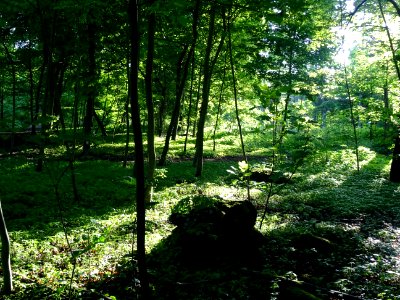 Lumière matinale dans le bois de Boulogne, 16e arr., Paris… 