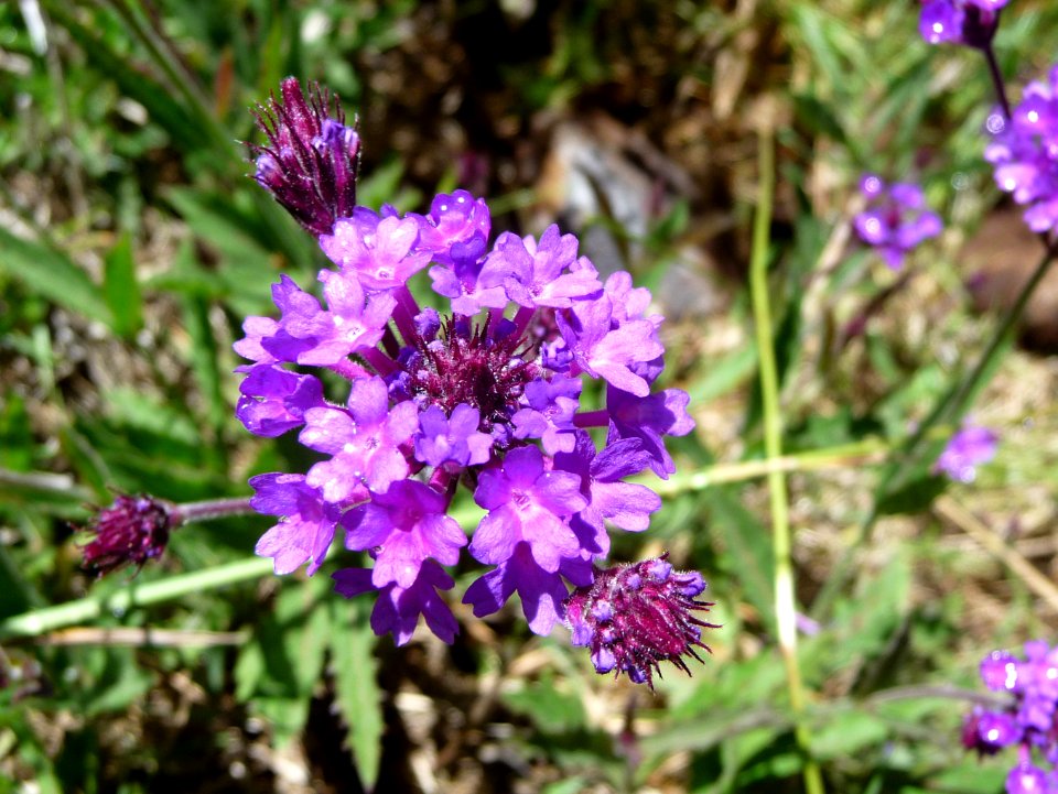 Verveine rigide ou tubéreuse, Verbena rigida, Verbénacées 
