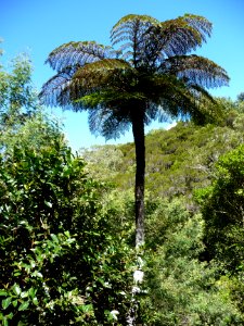 Fougère arborescente, Cyathea, Cyathéacées 