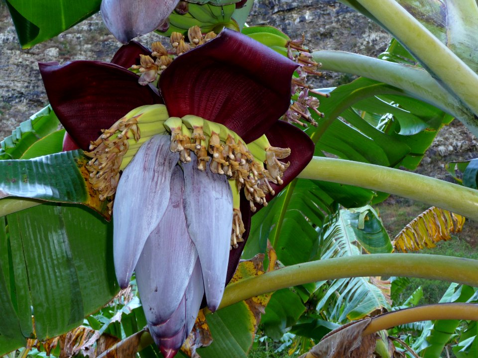 Fleurs jaunâtres et bractées (feuilles) violacées de banan… 