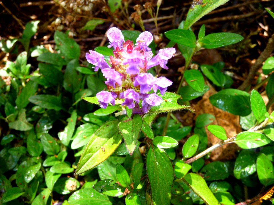 Prunella grandiflora, Lamiacées 