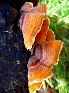 Champignons oranges et papillon au repos 