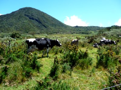 Le Piton Bleu et les vaches qui paissent dans la Plaine de… photo