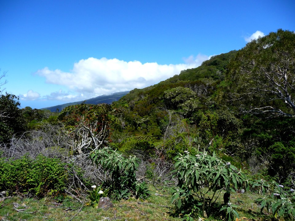 En reprenant pied sur le bord de la Plaine des Cafres, au … 