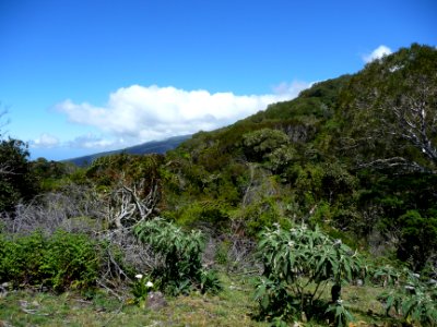 En reprenant pied sur le bord de la Plaine des Cafres, au … photo