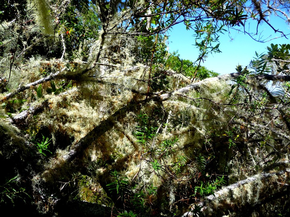 Barbe de Saint Antoine ou Usnée barbue, Usnea barbata, Par… 