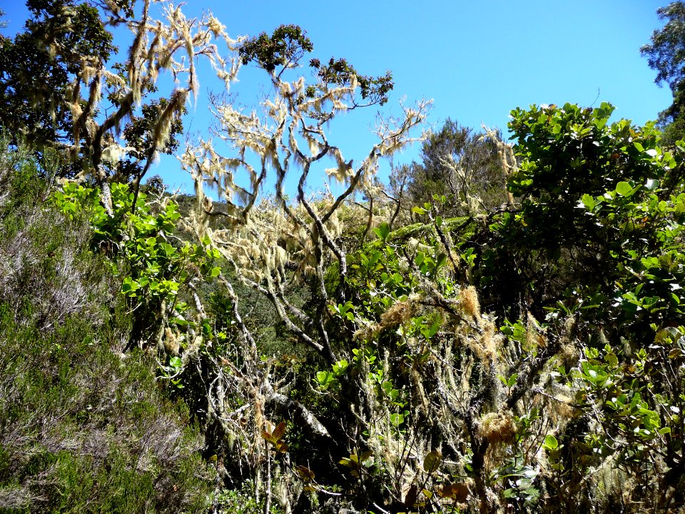 Usnée barbue, Usnea barbata, Parméliacées 