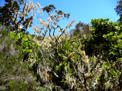 Usnée barbue, Usnea barbata, Parméliacées 