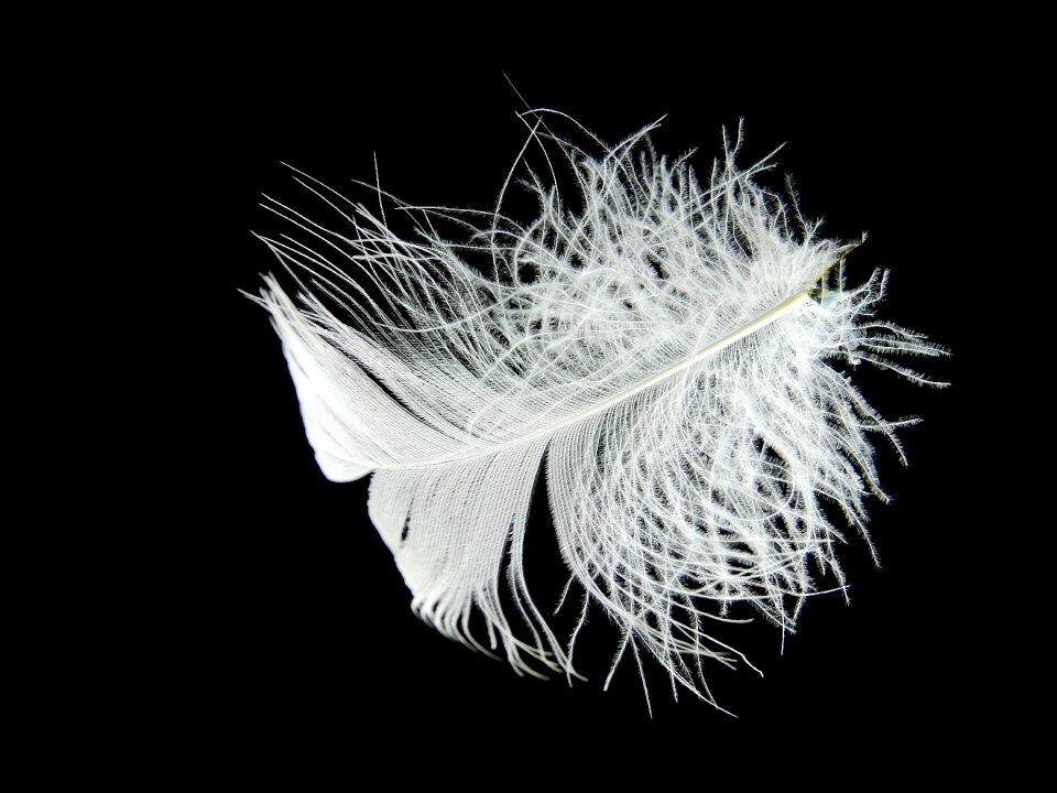 Filigree slightly fluffy