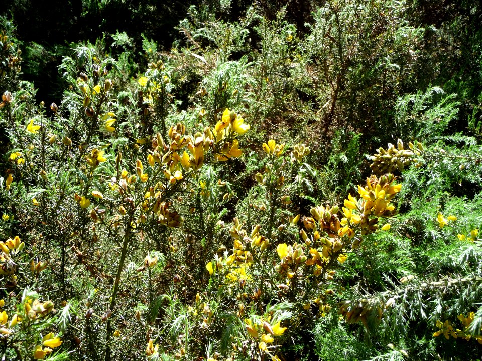 Ajonc épineux, Ulex europaeus, Fabacées 