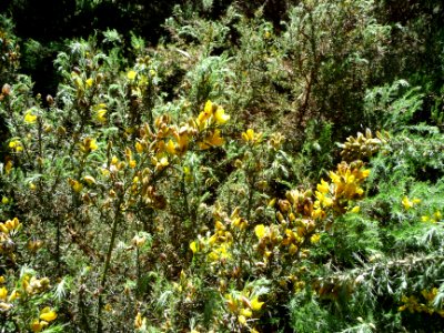 Ajonc épineux, Ulex europaeus, Fabacées 
