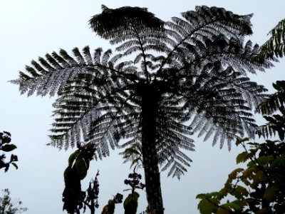 Fougère arborescente, Cyathea sp., Cyatheacées 