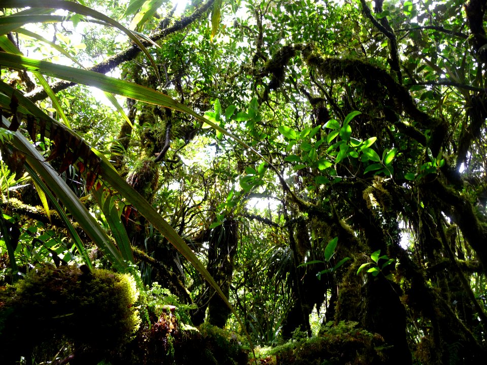 Jungle réunionnaise encore et toujours 