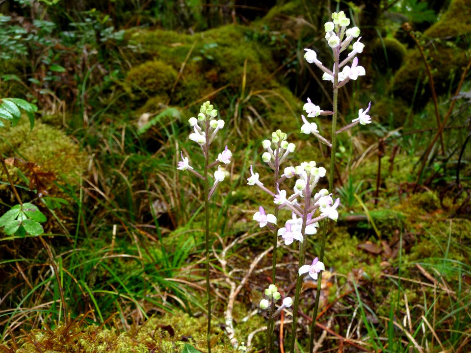 Cynorkis hologlossa, Habenarinées, Orchidacées 