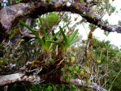Bulbophyllum caespitosum ?, Orchidacées 