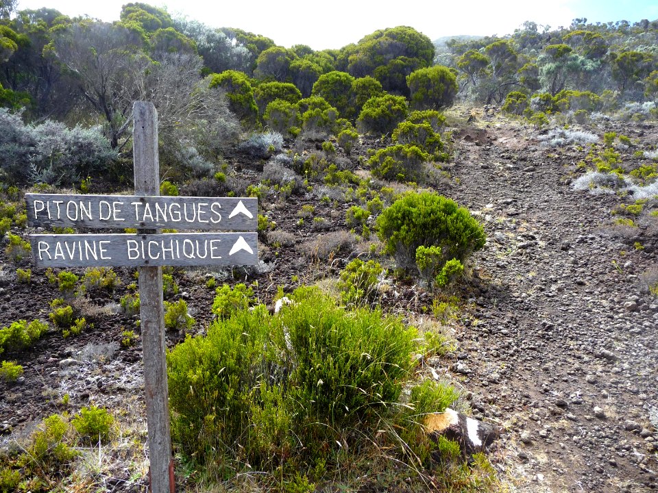 Le sentier et la double pancarte : Piton de Tangues, Ravin… 