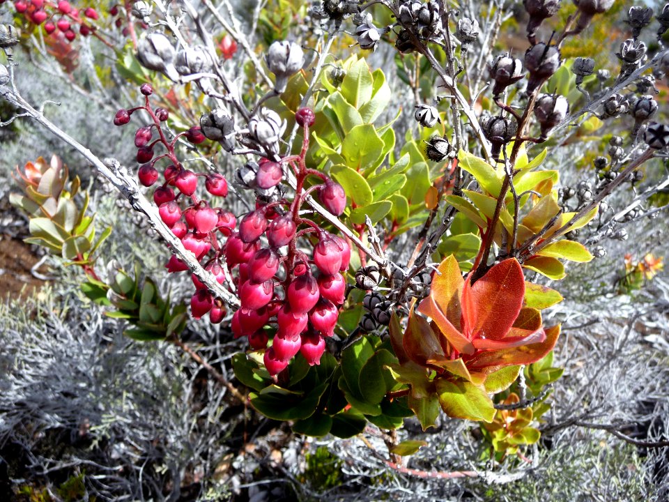 Petit Bois de rempart, Agauria buxifolia, Ericacées 