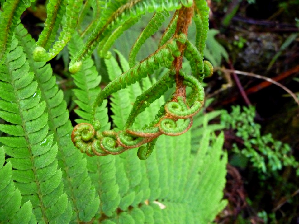 Arabesques végétales 
