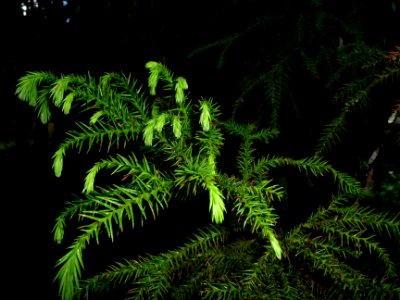 Crytomerica japonica, pousses terminales 