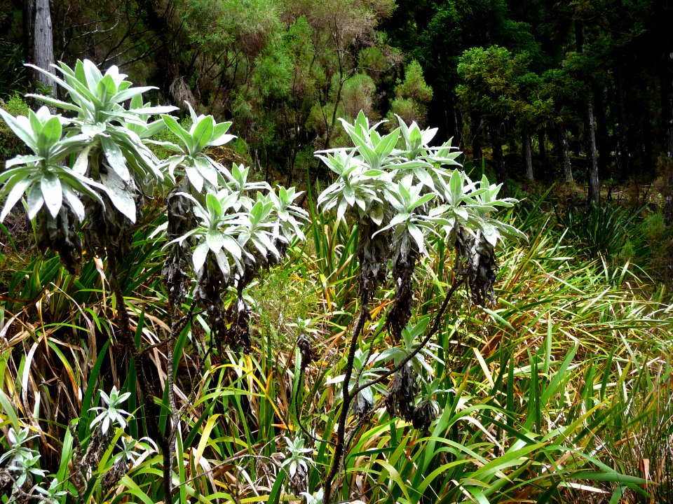 Velours blanc, Helichrysum heliotropifolium, Astéracées 