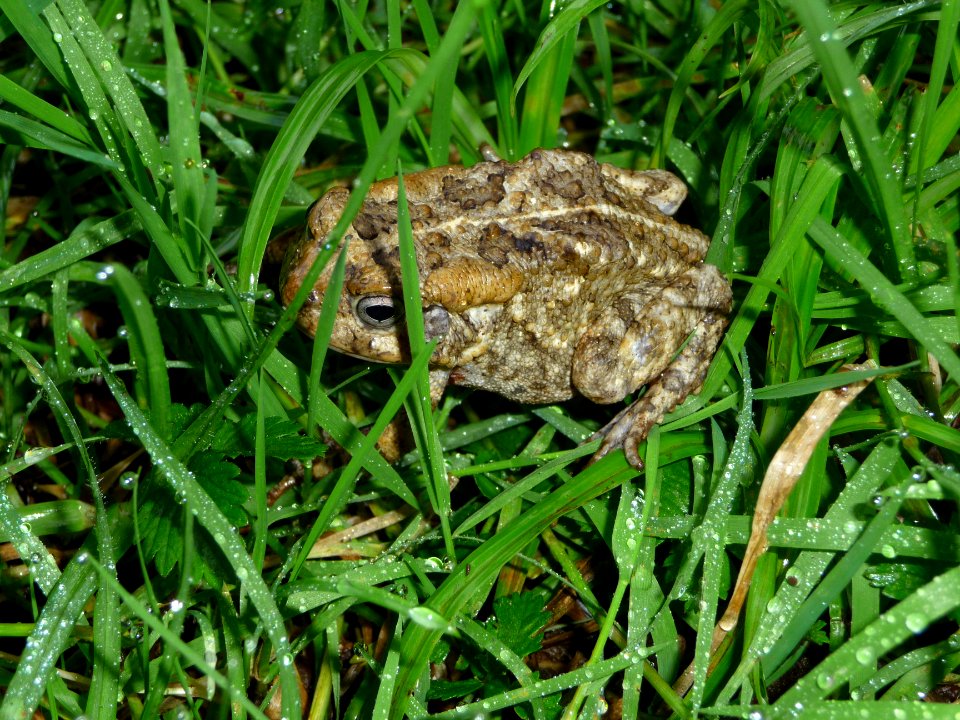 Un crapaud, Buffo gutturalis 