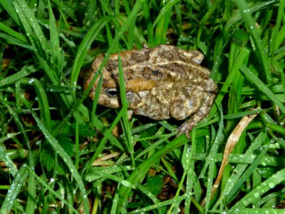 Un crapaud, Buffo gutturalis 