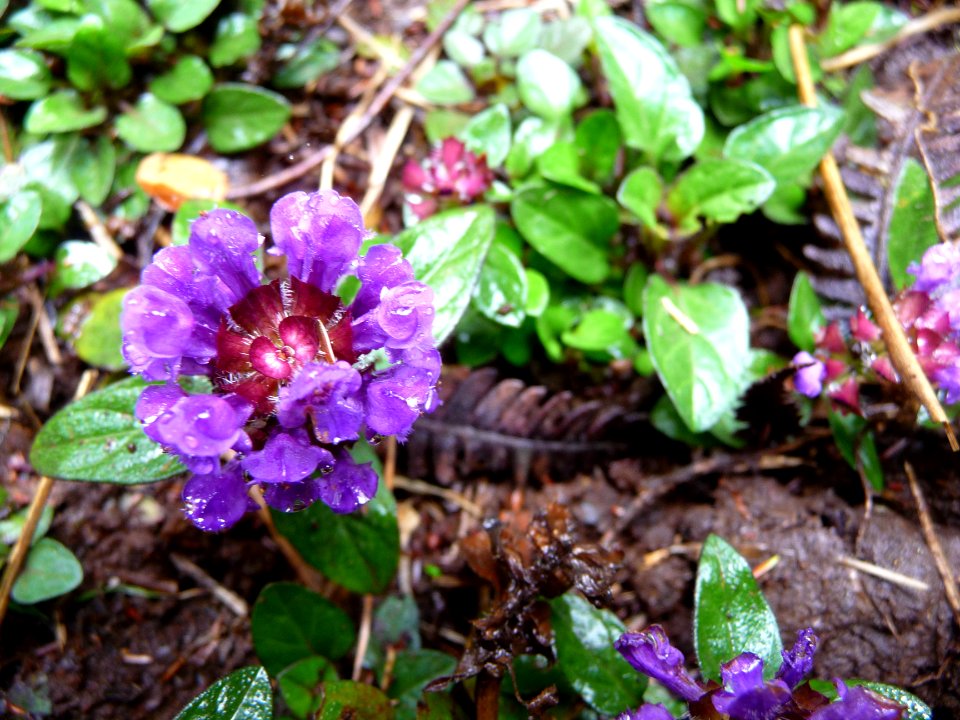 Prunella grandiflora, Lamiacées 