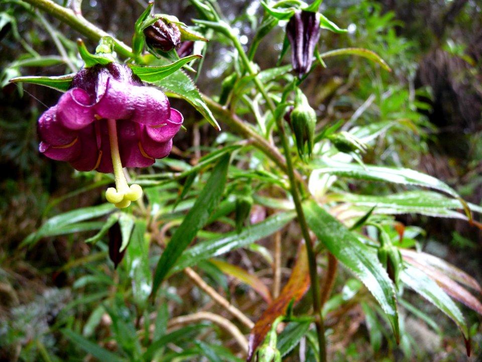 Heterochaenia ensifolia, Campanulacées 