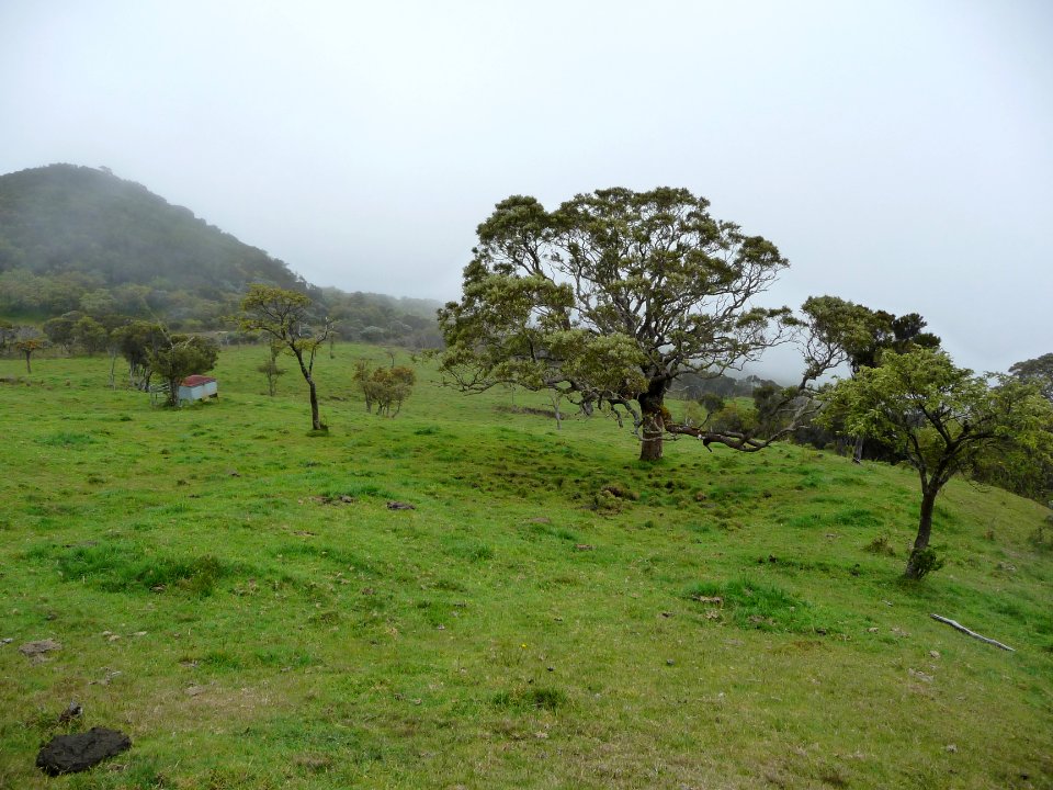 Prairie sous le Piton Brèdes (1954m) 