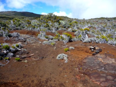 Branles blancs, Stoebe passerinoides et pouzzolane 