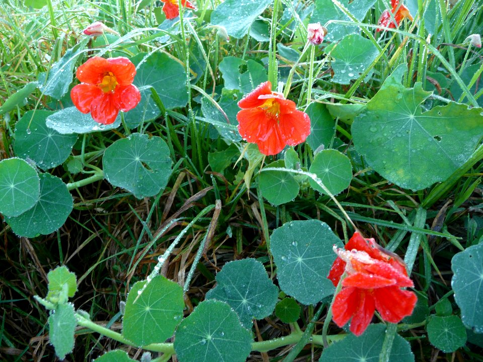 La Grande Capucine ou Capucine, Tropaeolum majus, Tropaeol… 