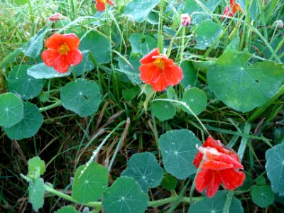 La Grande Capucine ou Capucine, Tropaeolum majus, Tropaeol… 