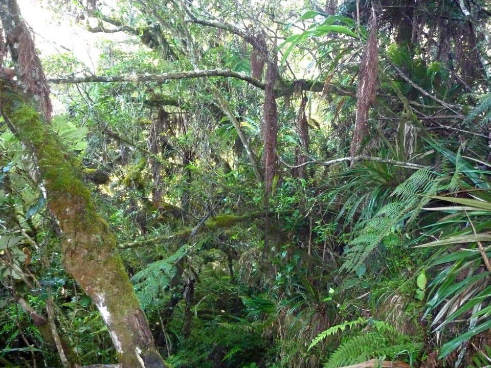 Fouillis végétal 