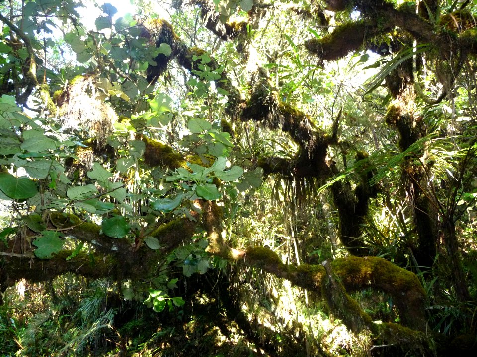Fouillis végétal 