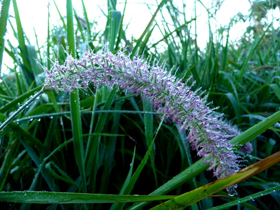 Graminée et rosée 