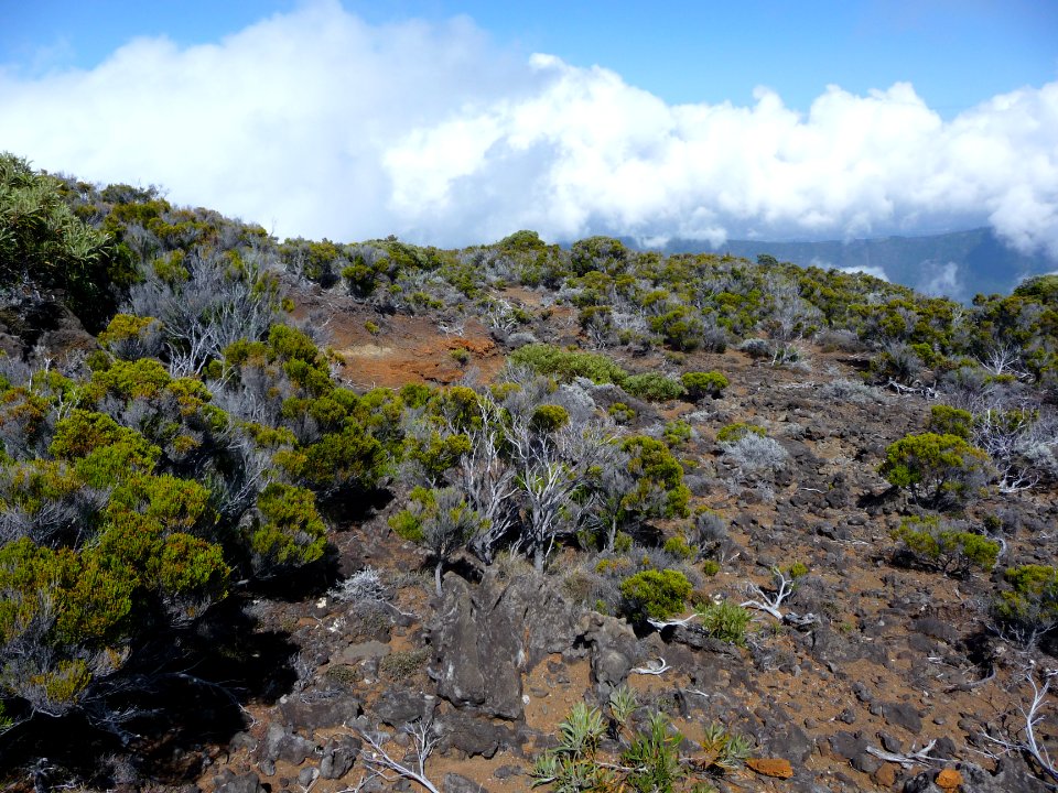 Branles verts, Erica reunionensis 