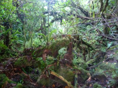 Fouillis végétal 