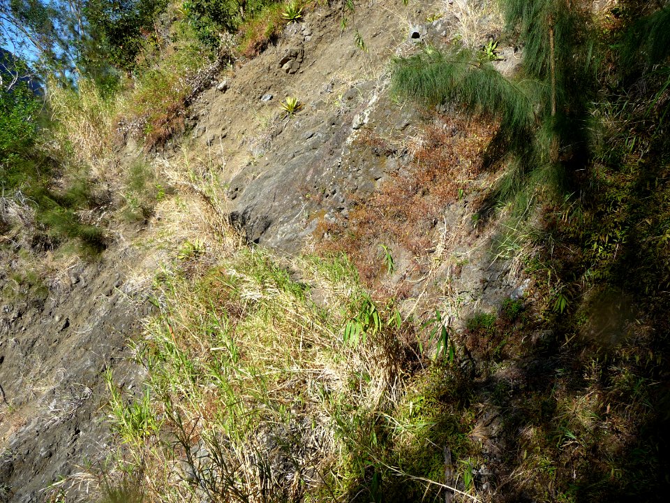 La trace est imperceptible et envahie d'herbes 