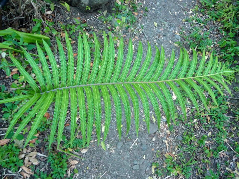 Fougère, Sphaerostephanos unitus, Thelypteridacées 