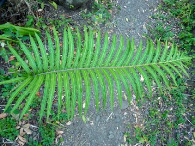 Fougère, Sphaerostephanos unitus, Thelypteridacées 